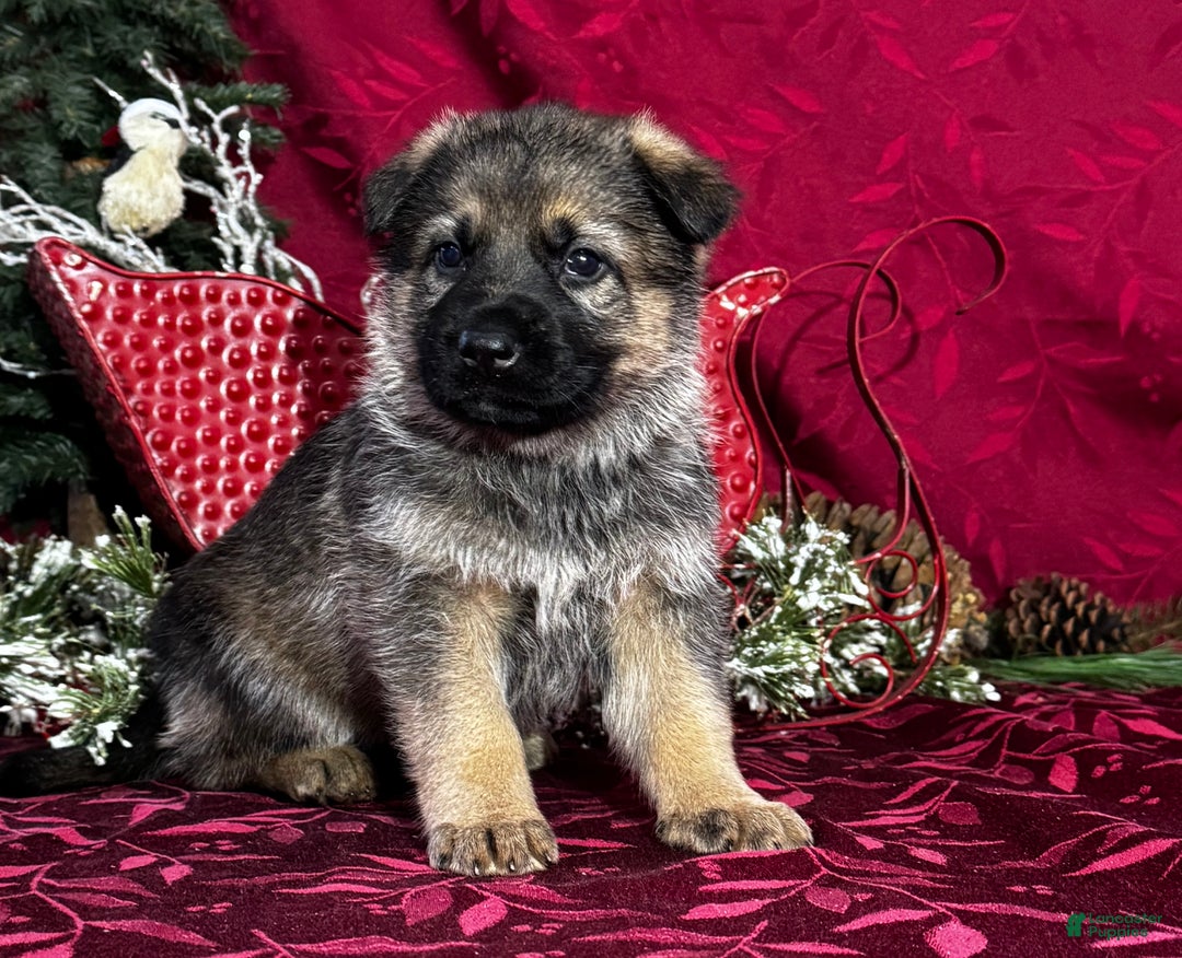 German Shepherd dogs for sale: Oakley - Ad 3