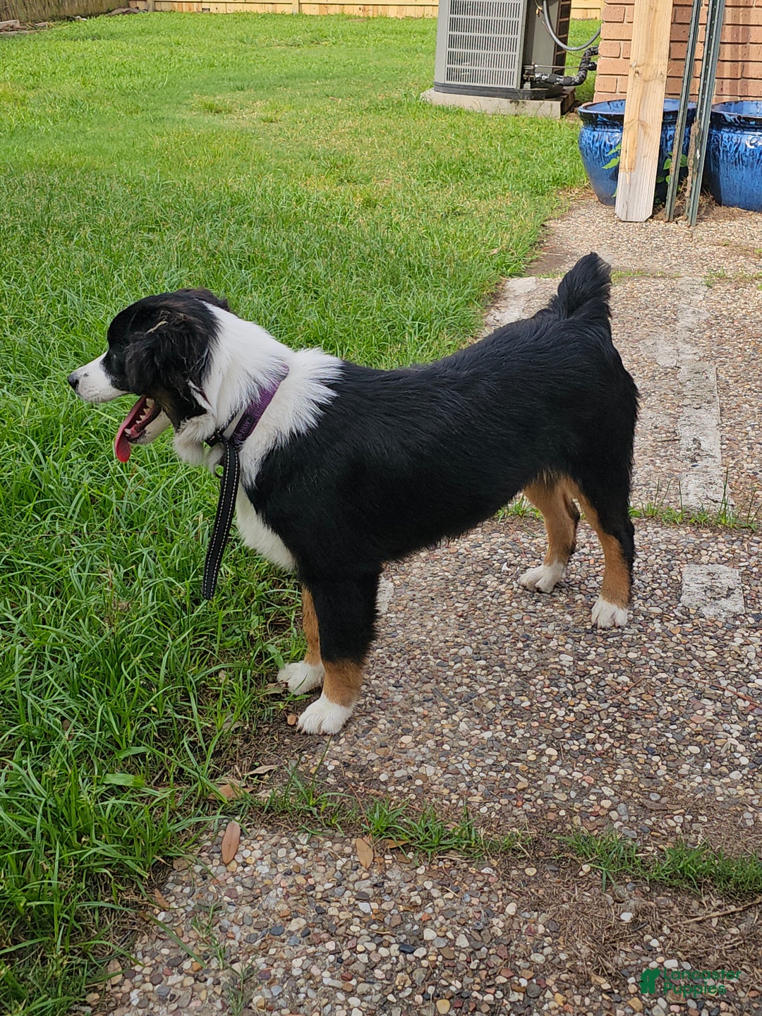 Miniature Australian Shepherd dogs for sale: Miniature Australian Shepherd Puppy 1 - Ad 8