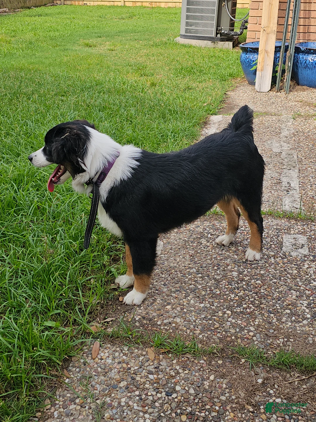 Miniature Australian Shepherd dogs for sale: Miniature Australian Shepherd Puppy 2 - Ad 7