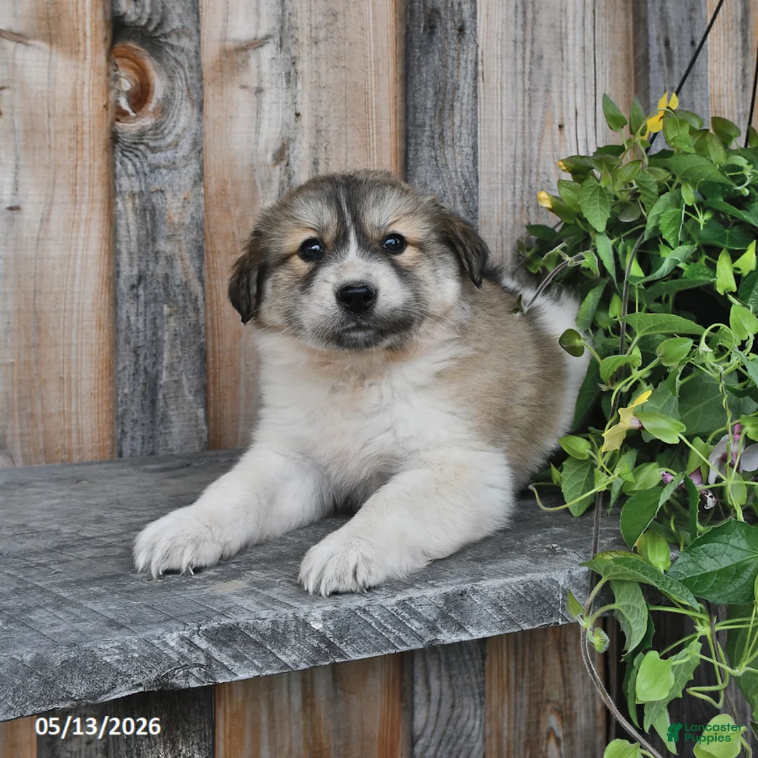Mixed Breed dogs for sale: Callahan - Ad 2