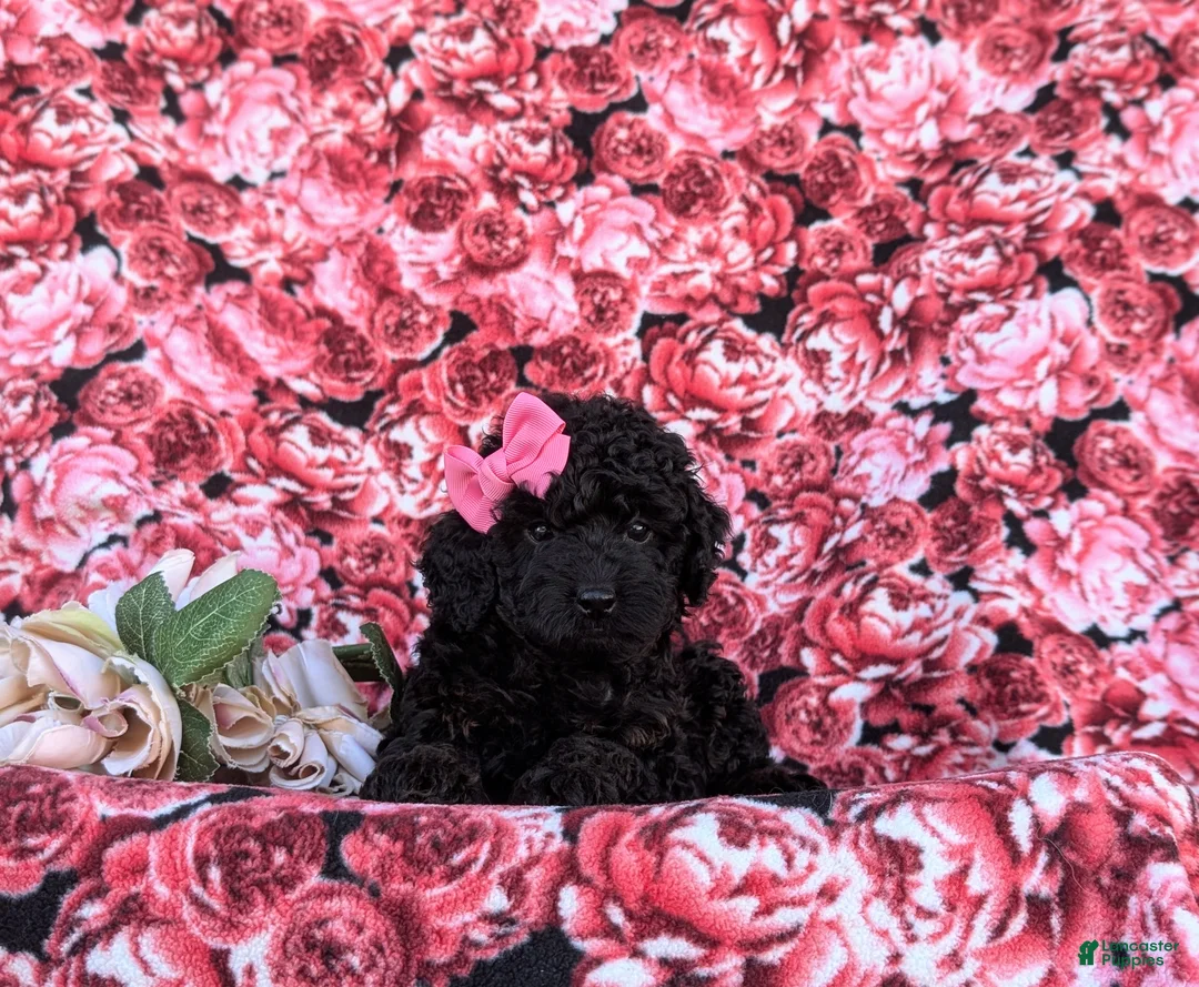 Cockapoo dogs for sale: Juliana Hypoallergenic - Ad 7