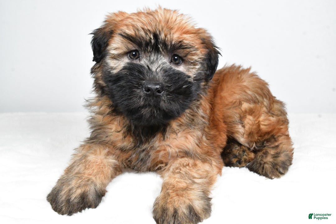Soft Coated Wheaten Terrier dogs for sale: Sadie - Ad 3
