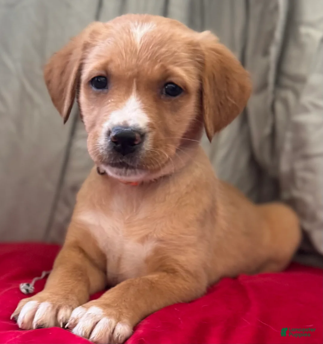 Mixed Breed dogs for sale: Orange Collar - Ad 2