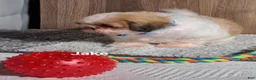 Shih Tzu dogs for sale: Jake  - Ad 2