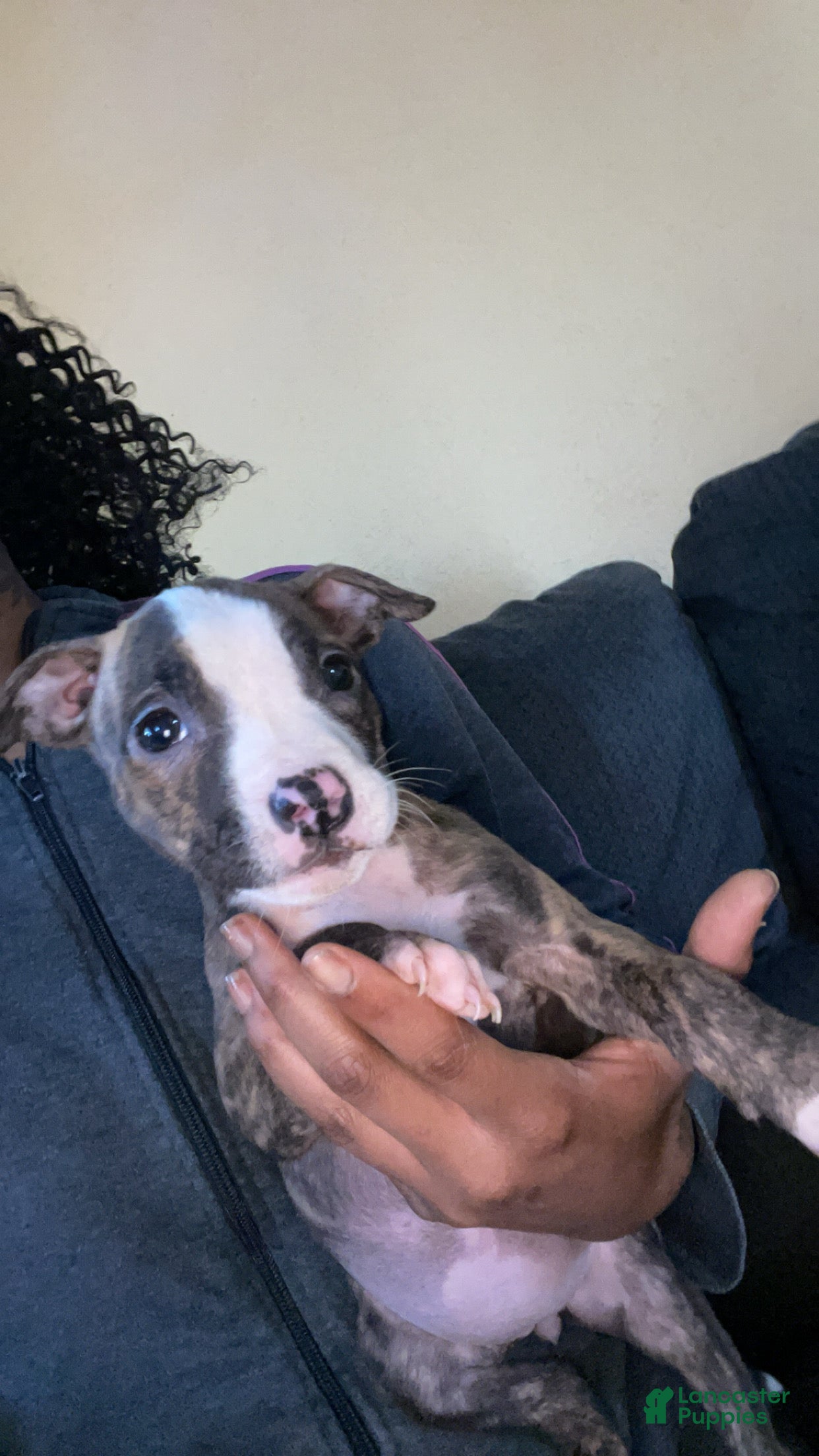 American Pit Bull Terrier dogs Nina - Ad 22