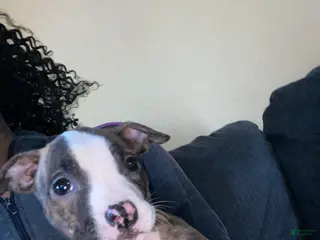 American Pit Bull Terrier dogs Nina - Ad 22