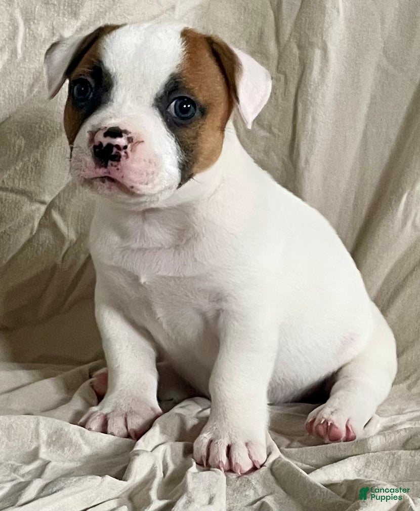 American Bulldog dogs Hazel eyed Barney  - Ad 1
