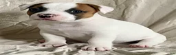 American Bulldog dogs for sale: Hazel eyed Barney  - Ad 1
