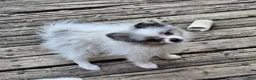 Pomeranian dogs for sale: Izza the Lovely  - Ad 6