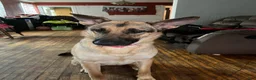 German Shepherd dogs for sale: German Shepherd 1 - Ad 2