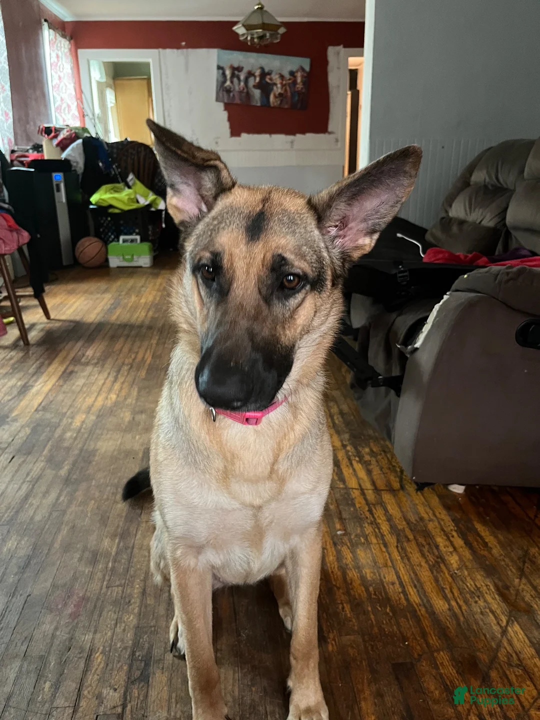 German Shepherd dogs for sale: German Shepherd 1 - Ad 2