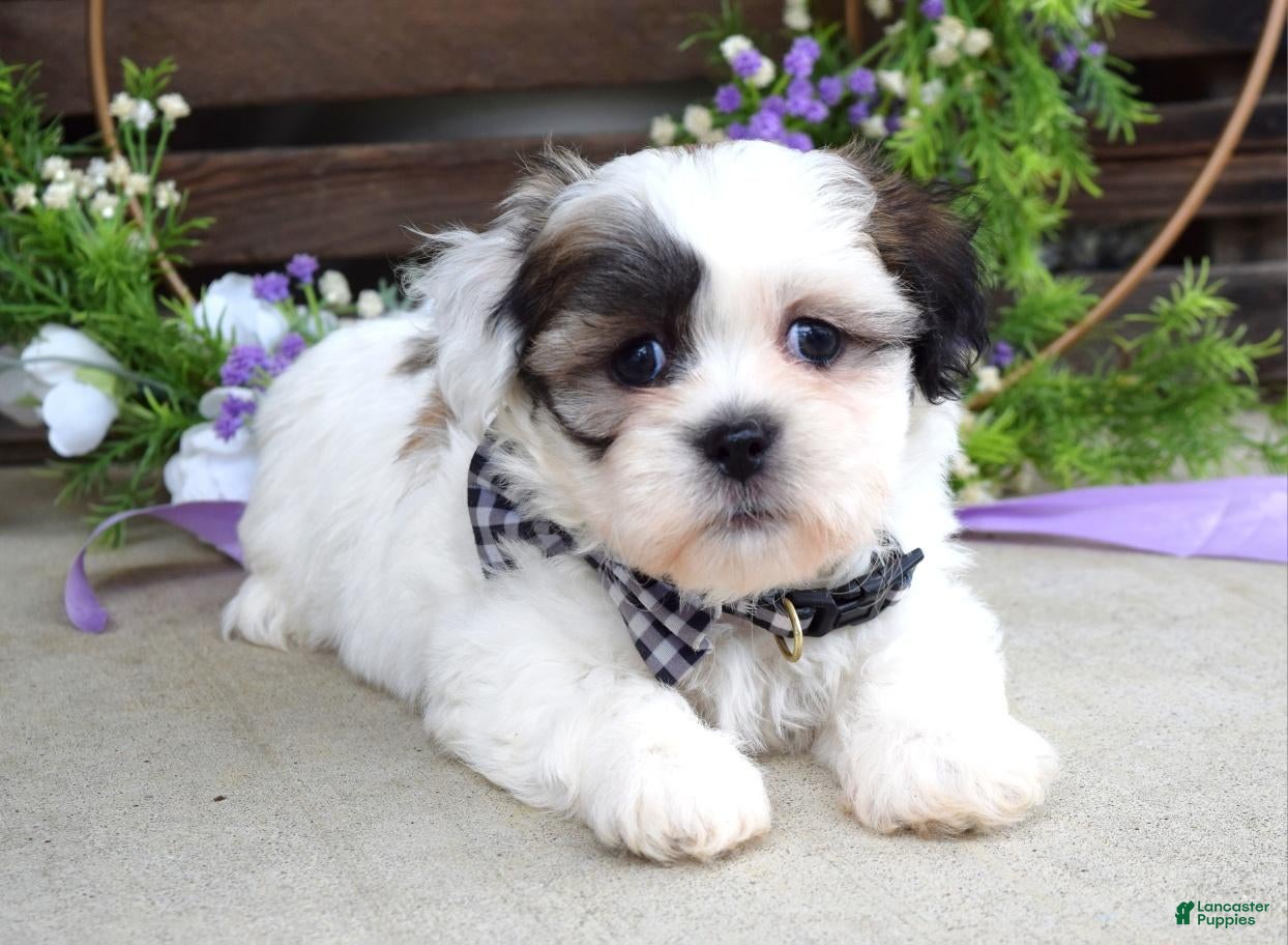 Teddy Bear dogs Theo - Ad 2