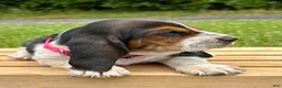 Basset Hound dogs for sale: Annabelle - Ad 6