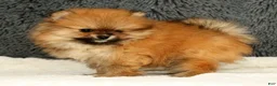 Pomeranian dogs for sale: Cinnamon - Ad 8