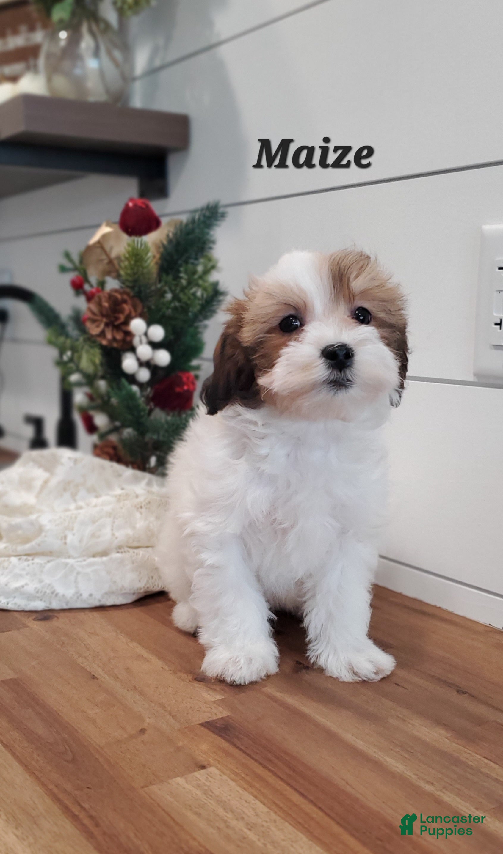 Havapoo dogs Maize - Ad 13