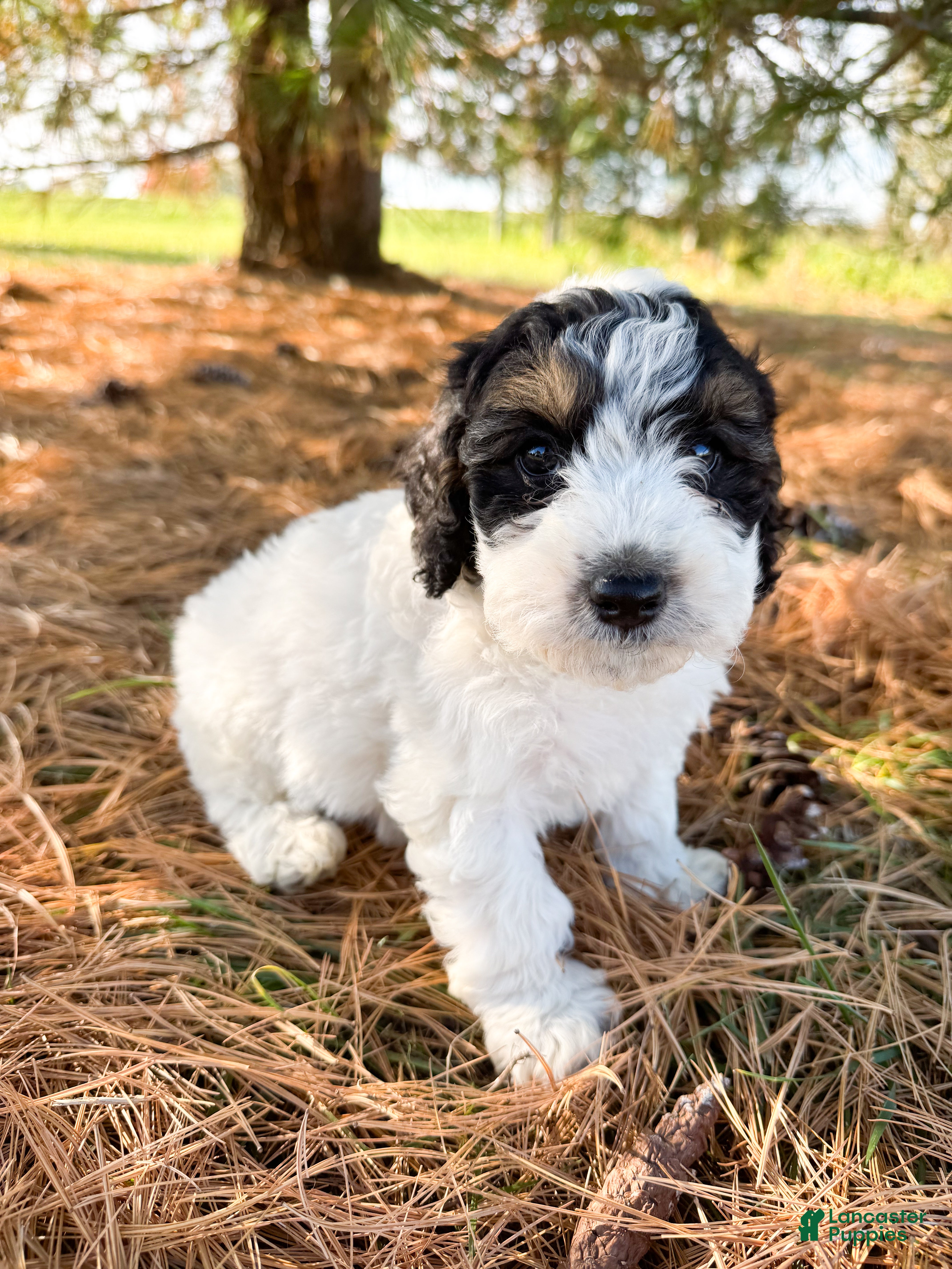 Mini Bernedoodle dogs for sale: Max - Ad 38