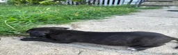 American Bully dogs for sale: Loki - Ad 4