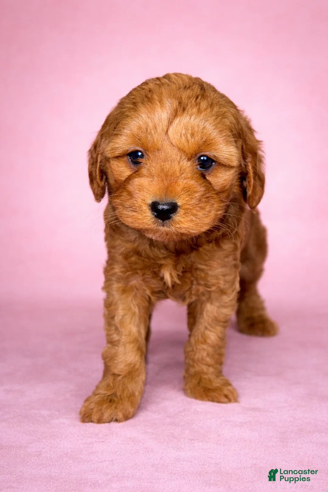 Mini Goldendoodle dogs for sale: Darla - Ad 1