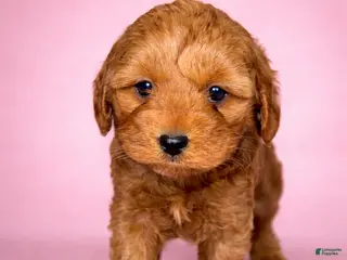 Mini Goldendoodle dogs for sale: Darla - Ad 2