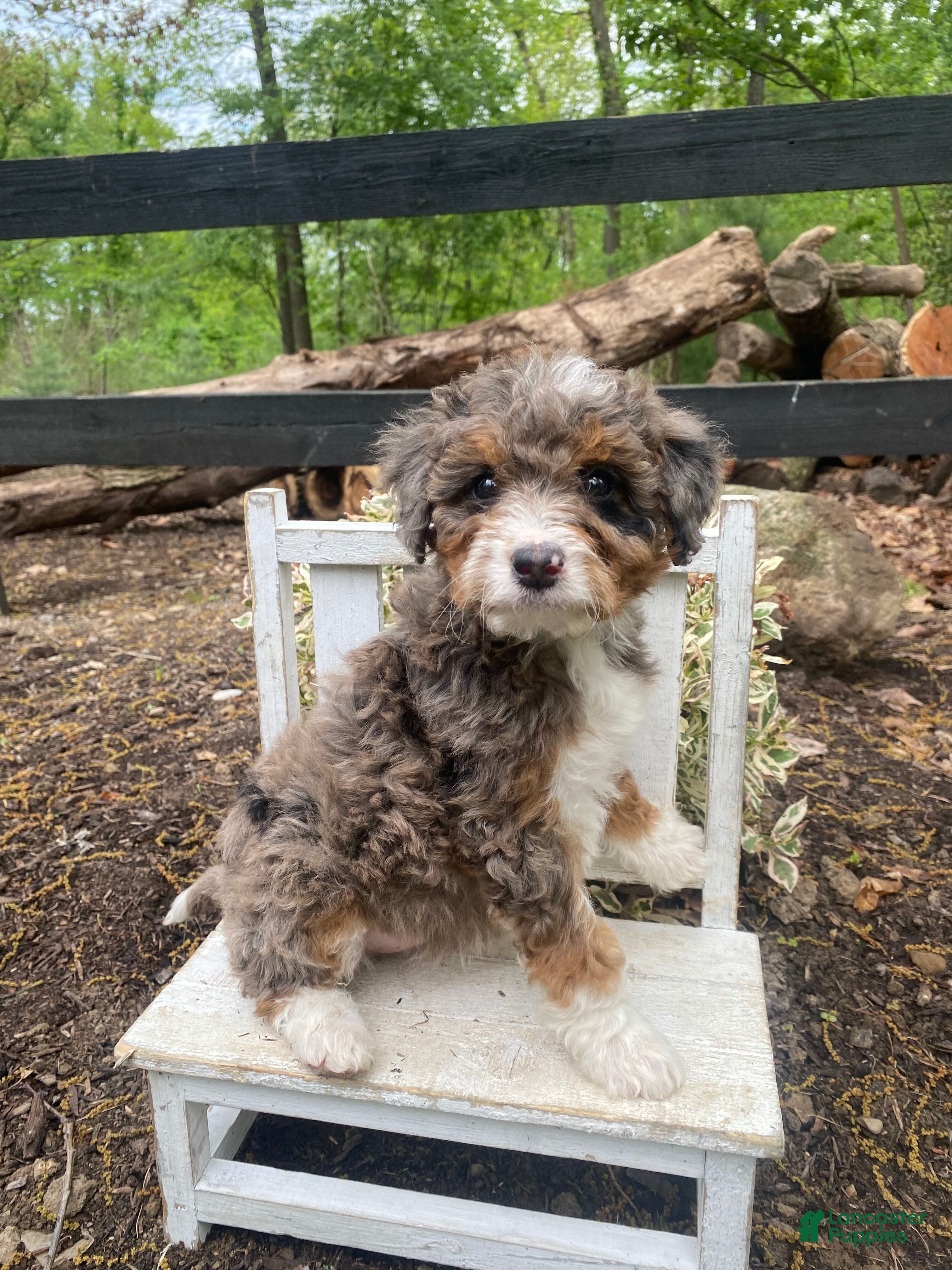 Mini Bernedoodle dogs Roxy - Ad 2