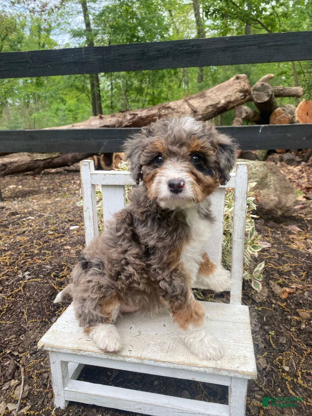 Bernedoodle dogs for sale: Roxy - Ad 1