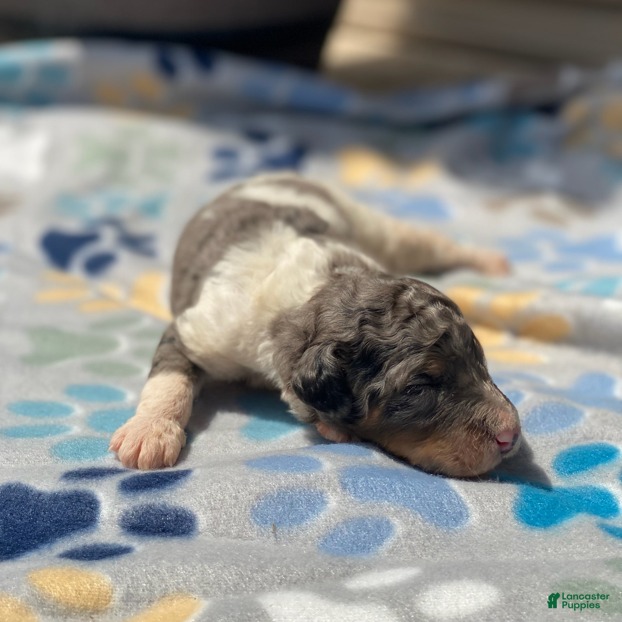 Standard Poodle dogs Rocky - Ad 30