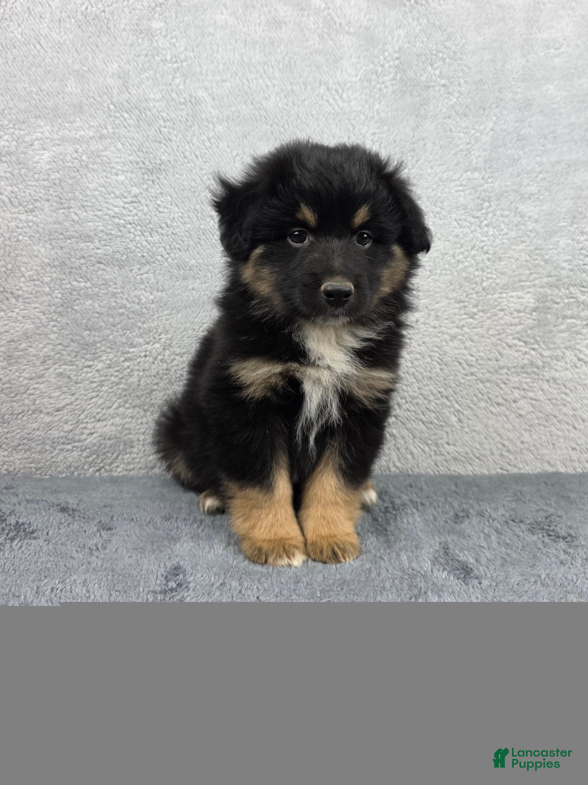Miniature Australian Shepherd dogs Bear - Ad 1