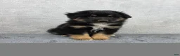 Miniature Australian Shepherd dogs for sale: Bear - Ad 1