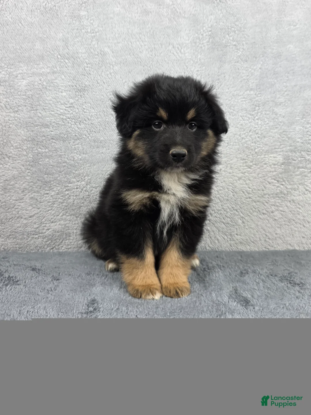 Miniature Australian Shepherd dogs for sale: Bear - Ad 1