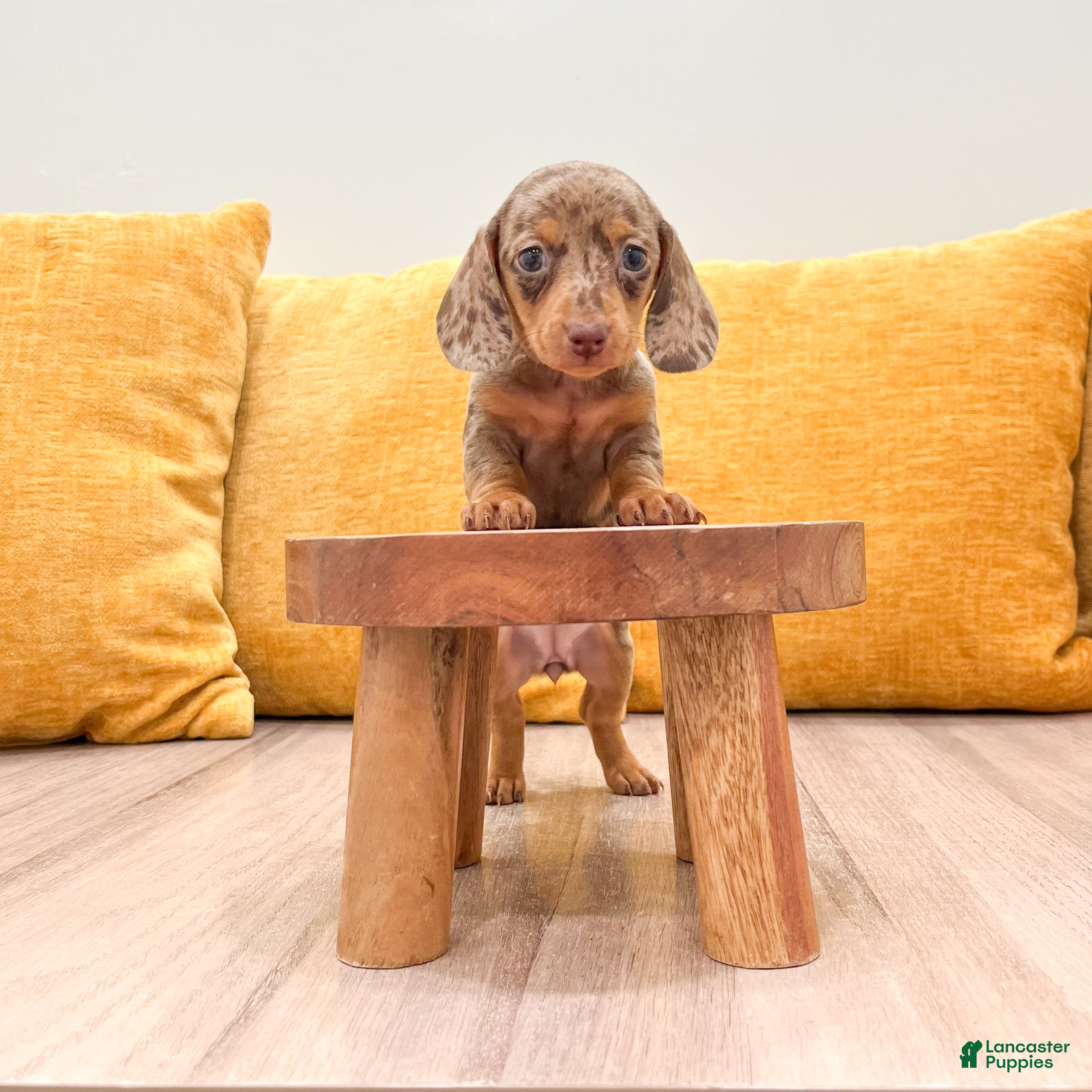 Miniature Dachshund dogs Ginger - Ad 2