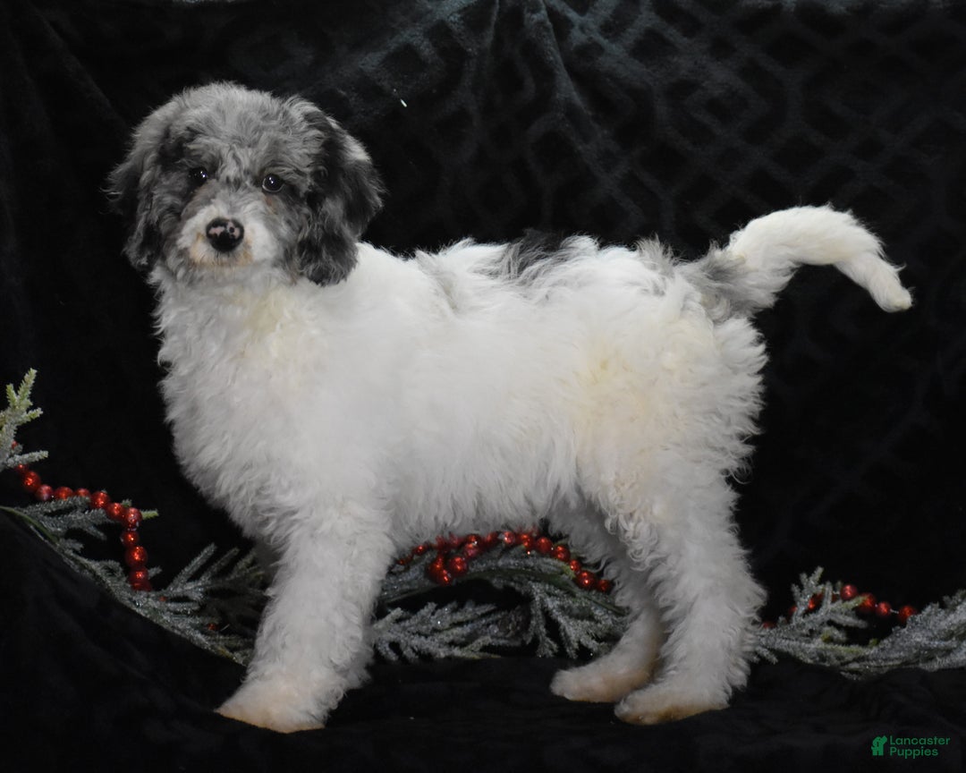 Miniature Poodle dogs for sale: Zoe - Ad 3