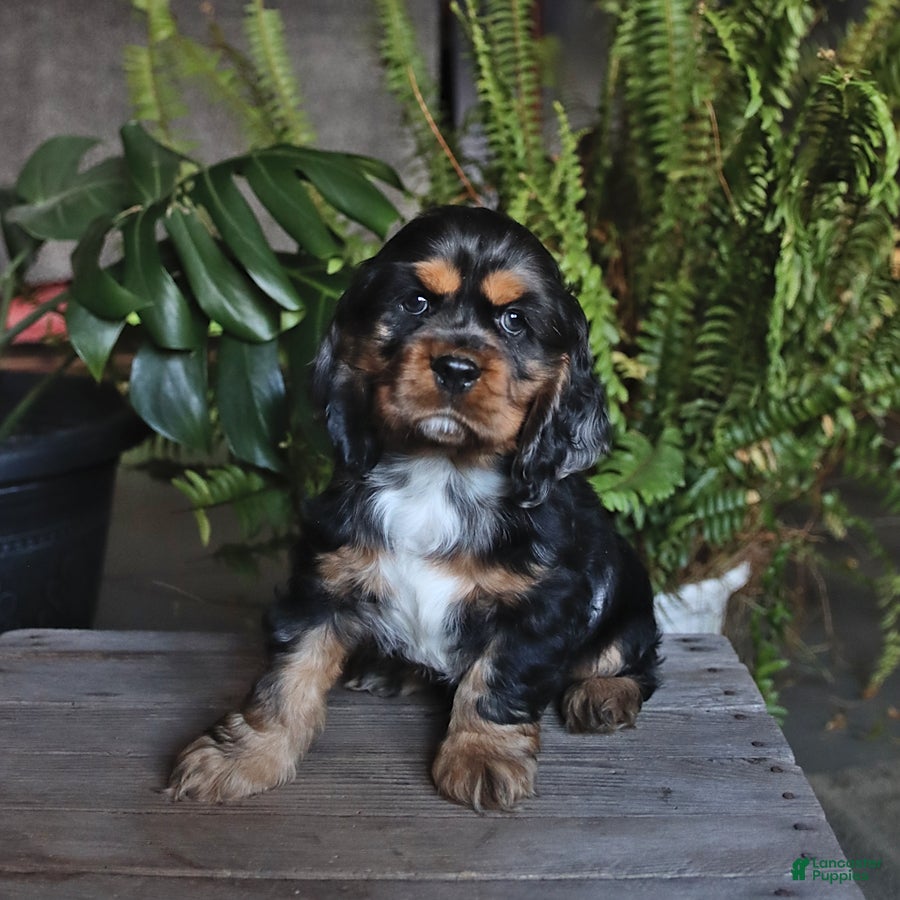 English Cocker Spaniel dogs Pepsi - Ad 2