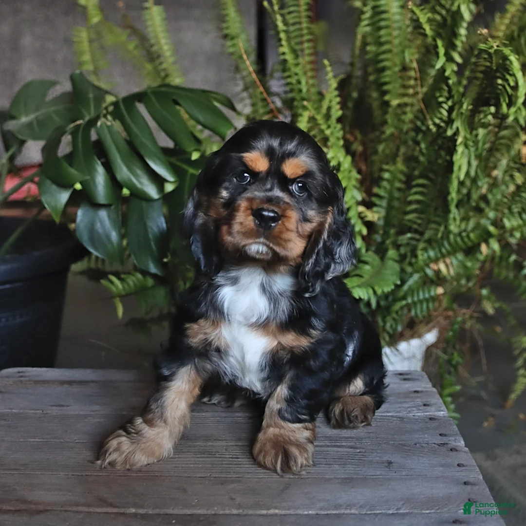 English Cocker Spaniel dogs for sale: Pepsi - Ad 2