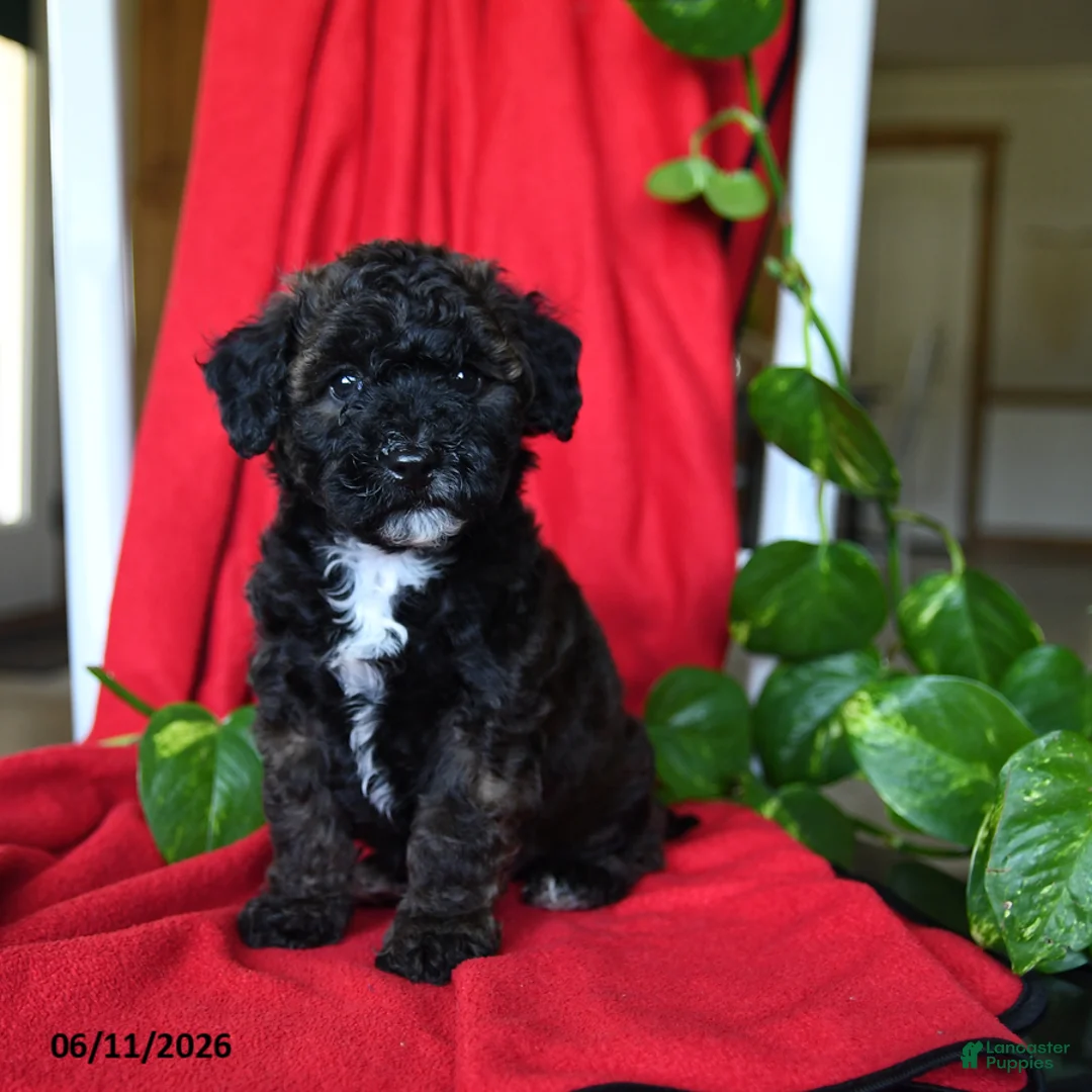 Bichpoo dogs for sale: Sandy - Ad 5