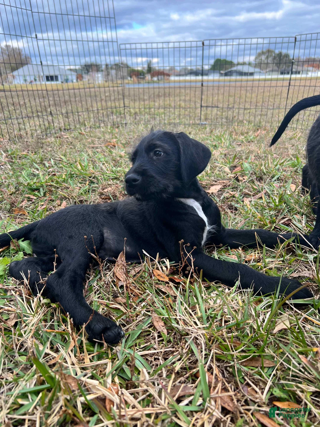 Mixed Breed dogs for sale: Bobby - Ad 3