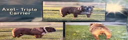 English Bulldog dogs for sale: Lainey - Ad 7