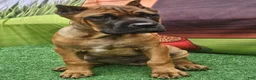 Cane Corso dogs for sale: MILO - Ad 11