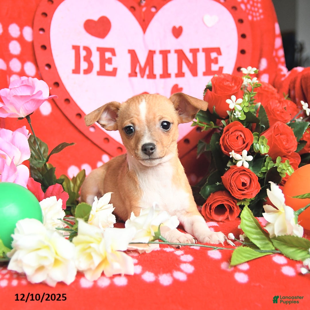 Mixed Breed dogs for sale: Pearl - Ad 2