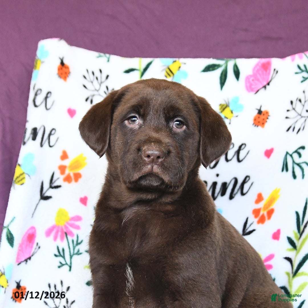 Labrador Retriever dogs for sale: Precious - Ad 5