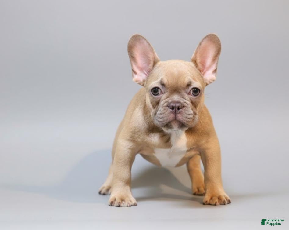 French Bulldog dogs  Puppy 2 - Ad 22
