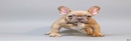 French Bulldog dogs for sale:  Puppy 2 - Ad 1
