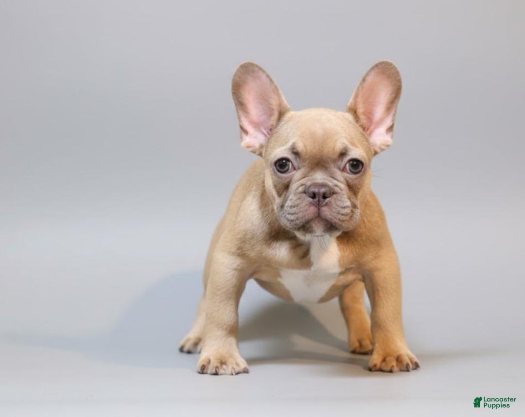 French Bulldog dogs for sale:  Puppy 2 - Ad 1