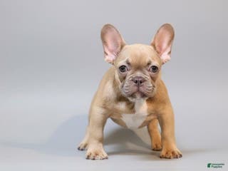 French Bulldog dogs Puppy 2 - Ad 39