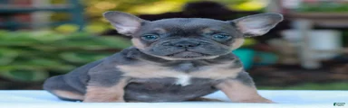 Dillon 