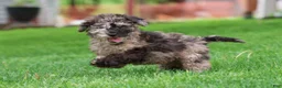 Miniature Poodle dogs for sale: Kamo - Ad 13