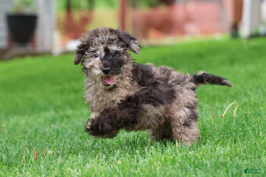 Miniature Poodle dogs for sale: Kamo - Ad 13