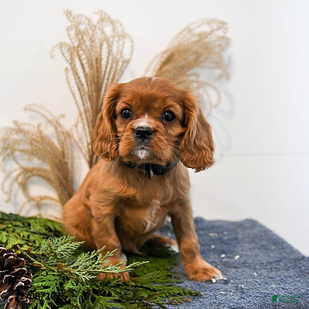 Cavalier King Charles Spaniel dogs for sale: Blaze - Ad 2