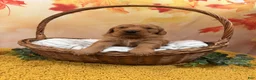 Golden Retriever dogs for sale: Autumn  - Ad 3