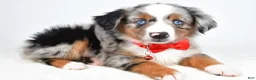 Miniature Australian Shepherd dogs for sale: Marshall - Ad 4