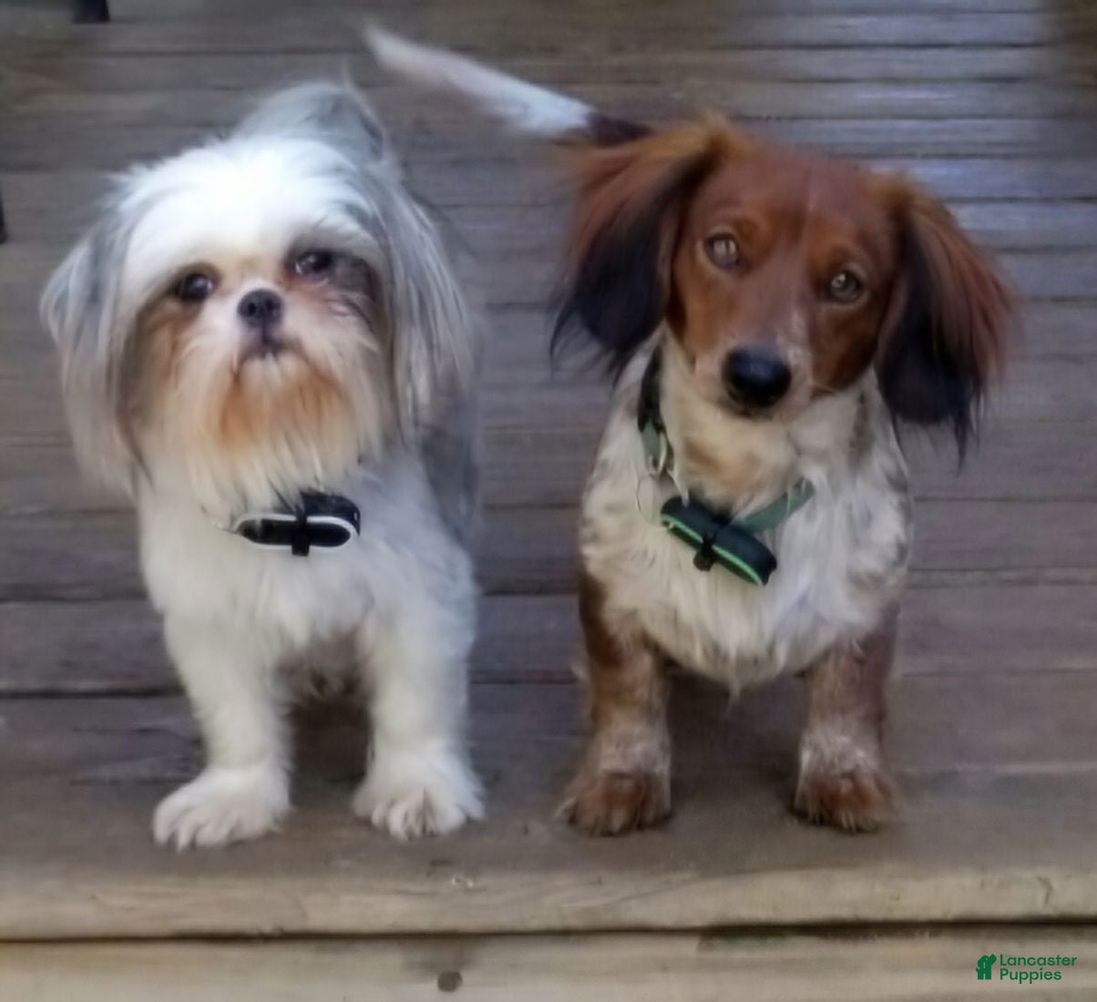 Mixed Breed dogs Black and White Male - Ad 2